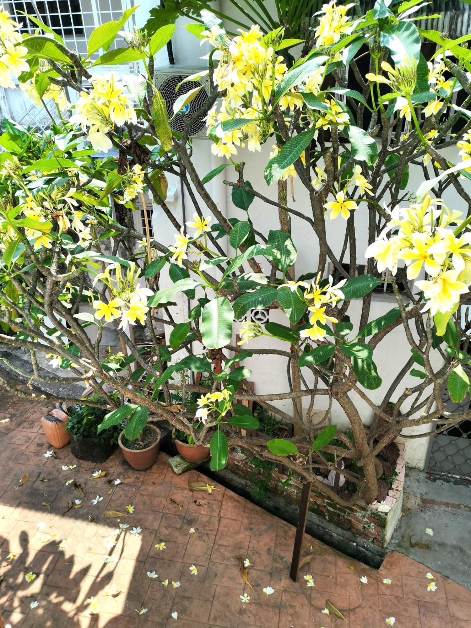 Mori Jonker Homestay Малакка Экстерьер фото